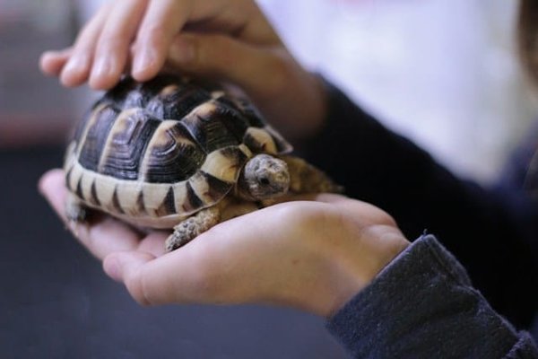 What are the benefits of having a pet turtle?