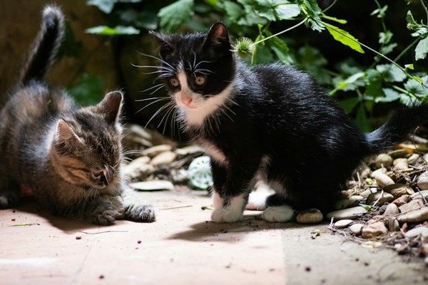 What are the best ways to socialize a kitten?